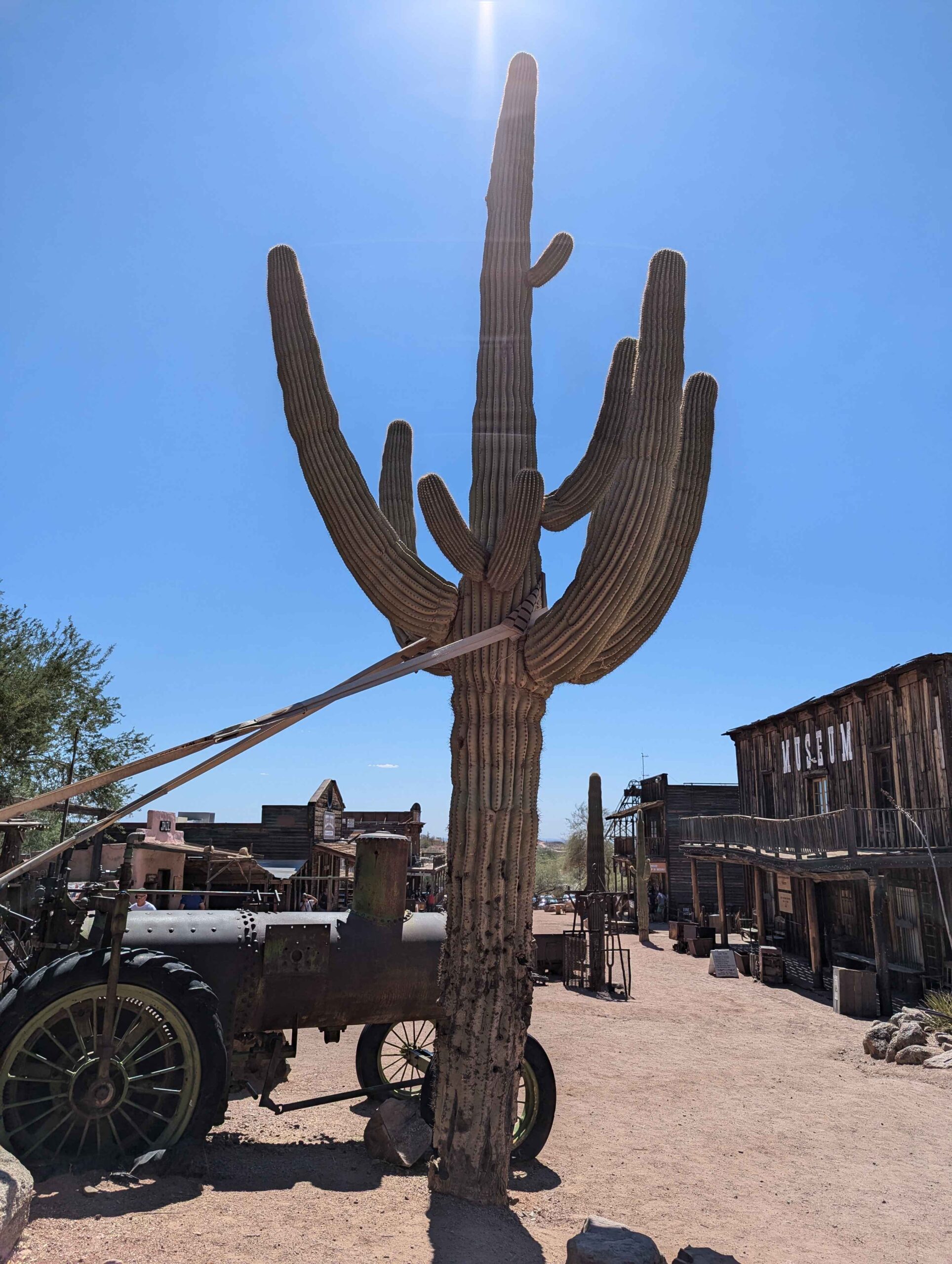 saguaro cactus at Goldfield Ghost Town